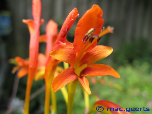 Crocosmia paniculata